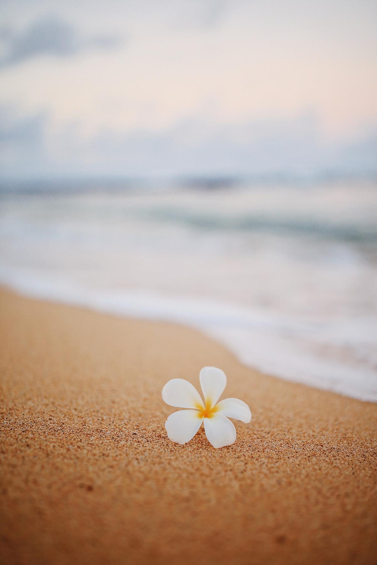 Plumeria on a beach in Kauai